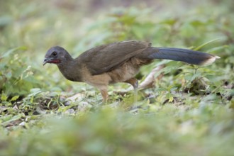 Plain Chachalaca (Ortalis vetula pallidiventris) foraging, Peten Yaxha, Guatemala