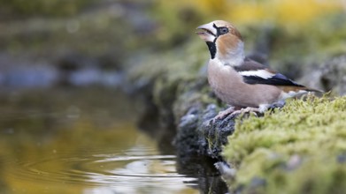 Hawfinch (Coccothraustes coccothraustes) drinking at waterhole, Saxony-Anhalt, Germany
