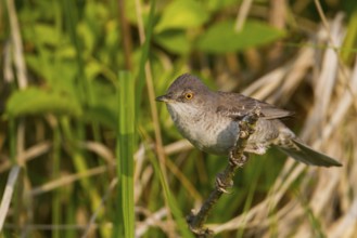 Barred Warbler - Sperbergrasmücke - Sylvia nisoria ssp. nisoria, Austria, adult male