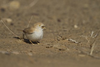 African Desert Warbler - Saharagrasmücke - Sylvia deserti, Morocco