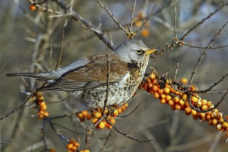 Fieldfare (Turdus pilaris) perched in Common sea buckthorn (Hippophae rhamnoides) shrub,