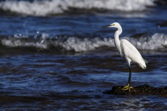 Little Egret (Egretta garzetta) on shore, Asturias, Spain