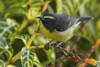Bananaquit (Coereba flaveola) perched on a branch on the Caribbean Island of Martinique