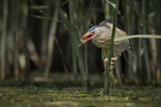 Little Bittern (Ixobrychus minutus) foraging, Bulgaria