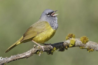 MacGillivray's Warbler (Geothlypis tolmiei) singing, British Columbia, Canada