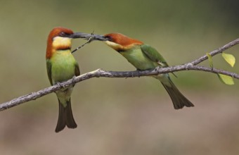 Chestnut-headed Bee-eater (Merops leschenaulti) displaying, perched on a branch, Penang, Malaysia