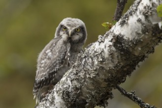 Northern Hawk-Owl (Surnia ulula) juvenile, Dalarna, Sweden
