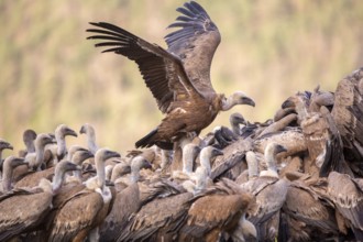Griffon Vulture (Gyps fulvus) group on field, Aragon, Spain