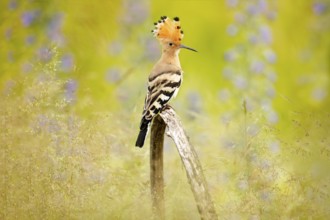 Hoopoe, Upupa epops, nice orange bird with crest sitting by the violet flower on the summer meadow,