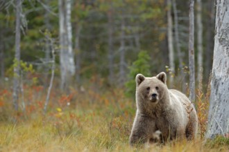 Wildlife scene from Finland near Russia bolder. Autumn forest with bear. Beautiful brown bear