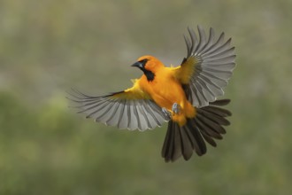 Altamira Oriole (Icterus gularis) flying, Texas, USA