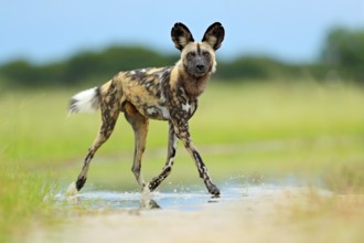 African wild dog, Lycaon pictus), walking in the water on the road. Hunting painted dog with big