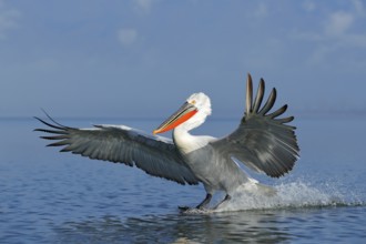 Dalmatian pelican, Pelecanus crispus, landing in Lake Kerkini, Greece. Pelican with open wings.