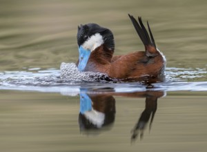 Ruddy Duck (Oxyura jamaicensis) male, British Columbia, Canada