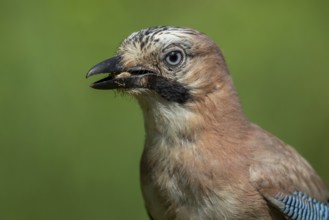 Eurasian Jay (Garrulus glandarius), Lower Saxony, Germany