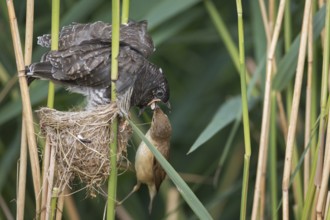 Common Cuckoo & Eurasian Reed Warbler (Cuculus canorus & Acrocephalus scirpaceus) Eurasian Reed