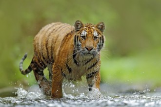 Tiger with splash river water. Tiger action wildlife scene, wild cat, nature habitat. Tiger running
