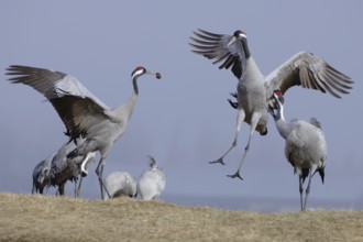 Common Crane (Grus grus) courting, Vaestergoetland, Sweden