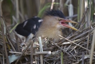 Little Bittern (Ixobrychus minutus) calling male at nest, Nizhegorodskaya, Russia