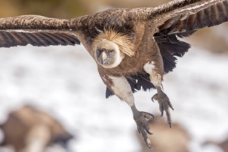 Griffon Vulture (Gyps fulvus) flying, Pyrenees, Spain