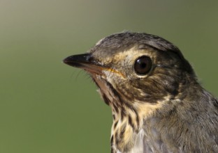 Swainson's Thrush (Catharus ustulatus), Saskatchewan, Canada