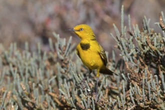 Yellow Chat (Epthianura crocea) male, Western Australia, Australia