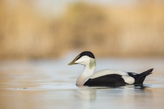 Common Eider (Somateria mollissima) male, Thurgovia, Switzerland