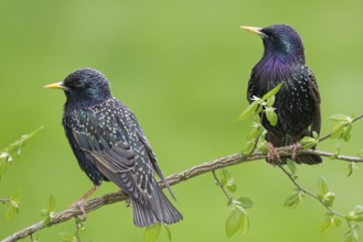 Common Starling (Sturnus vulgaris), Brandenburg, Germany