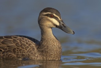 Pacific Black Duck (Anas superciliosa), Victoria, Australia