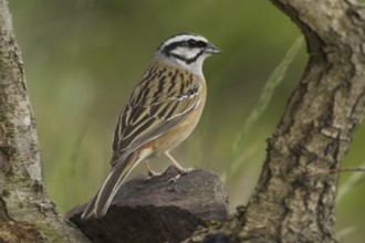 Rock Bunting (Emberiza cia), Rhineland-Palatinate, Germany