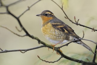 Varied Thrush (Ixoreus naevius), British Columbia, Canada