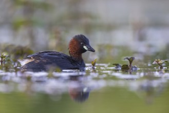 Little Grebe (Tachybaptus ruficollis), North Rhine-Westphalia, Germany