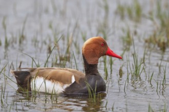 Red-crested Pochard (Netta rufina) male, Mallorca, Spain
