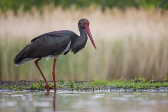 Black Stork (Ciconia nigra), Kiskunsag National Park, Hungary