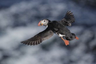 Atlantic Puffin (Fratercula arctica) flying, Iceland