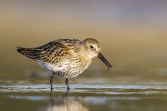 Dunlin (Calidris alpina) foraging, North Rhine-Westphalia, Germany