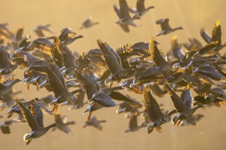 Greater White-fronted Goose (Anser albifrons) flock flying, North Rhine-Westphalia, Germany