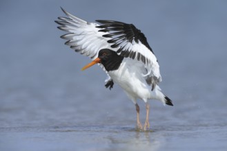 Eurasian Oystercatcher (Haematopus ostralegus), Schleswig-Holstein, Germany