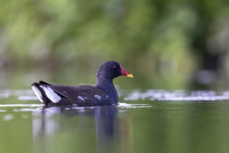 Common Moorhen (Gallinula chloropus), North Rhine-Westphalia, Germany