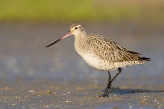Bar-tailed Godwit (Limosa lapponica) foraging, Queensland, Australia