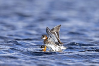 Red-necked phalarope, northern phalarope (Phalaropus lobatus) male and female couple in breeding