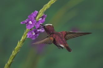 Snowcap (Microchera albocoronata), Costa Rica