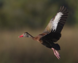 Black-bellied Whistling Duck (Dendrocygna autumnalis) flying, Florida, USA