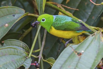 Blue-naped Chlorophonia (Chlorophonia cyanea) perched on a branch in Manu National Park, Peru