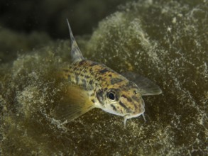 Gudgeon (Gobio gobio), camouflaged among algae. Dive site Zollbrücke, Rheinau, Canton Zurich,