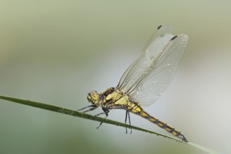 Black-tailed Skimmer (Orthetrum cancellatum), female, North Rhine-Westphalia, Germany