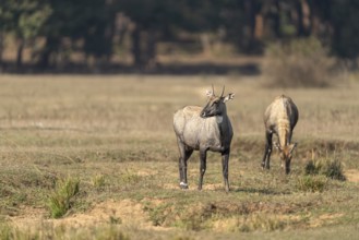 Nilga antelopes (Boselaphus tragocamelus), Bandhavgarh National Park, Gohadi, Manpur, Madhya