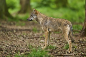 Wolf standing attentively in the forest and observing the surroundings, Wolf (Canis Lupus), Germany
