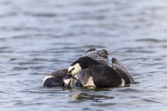 White-fronted Goose (Branta leucopsis), Geese (Anseriformes), Mating in the water, Aventdalen,