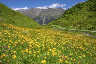 Blooming mountain meadow on the Ötztal glacier road, Sölden, Ötztal, Ötztal Alps, Tyrol, Austria